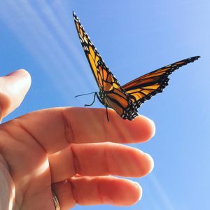 Bridget Mannion Butterfly